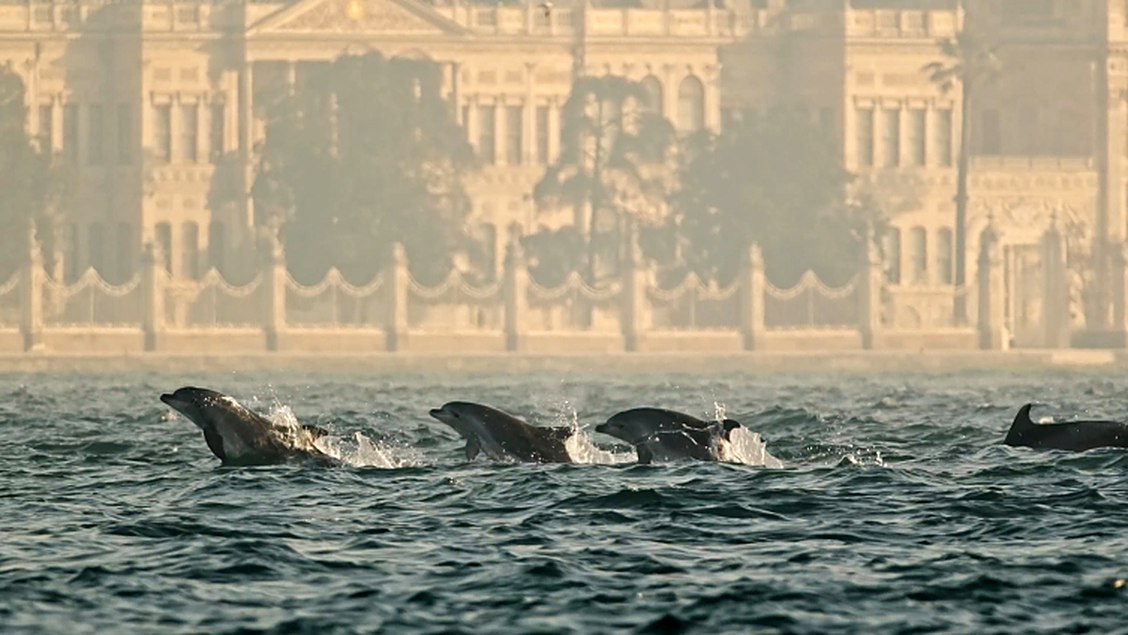 Des dauphins dans le Bosphore, devant le palais de Dolmabahçe