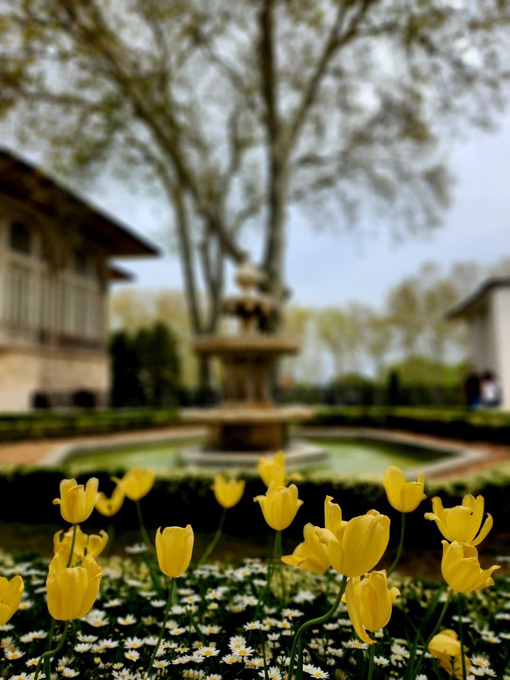 Tulipe au palais de Topkapı, printemps 2025